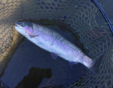 足で稼げ！ 大安トラウトレイク